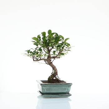 Visuel 1 du produit Bonsaï Ficus Retusa botanic® taille 2,5. Le pot