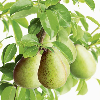 Visuel 1 du produit Poirier Conference. Le pot de 7,5 litres