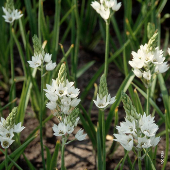 Visuel 1 du produit Ornithogalum blanc 5/6 Fleurs - Le pot de 22 cm