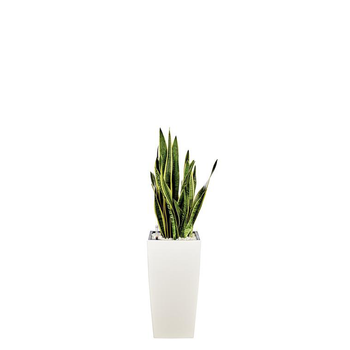 Visuel 1 du produit Sansevieria laurentii et son pot Cubico premium Ø 30 blanc