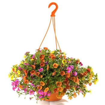 Visuel 1 du produit Calibrachoa (mini Pétunia) à fleurs multicolores - La suspension de 6 litres