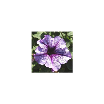 Visuel 1 du produit Pétunia à massifs - La cagette de 14 plants