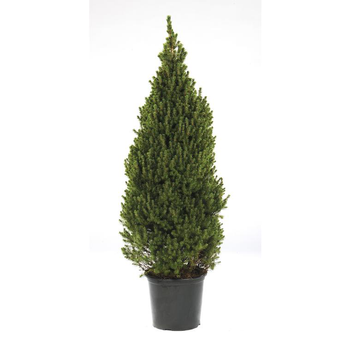 Visuel 1 du produit Picea glauca conica