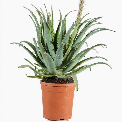 Visuel 1 du produit Aloe Spinosissima. Le pot de 1 litre