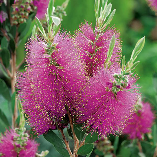 Visuel 1 du produit Rince-bouteille ‘Violaceus’ violet. Le pot de 3L