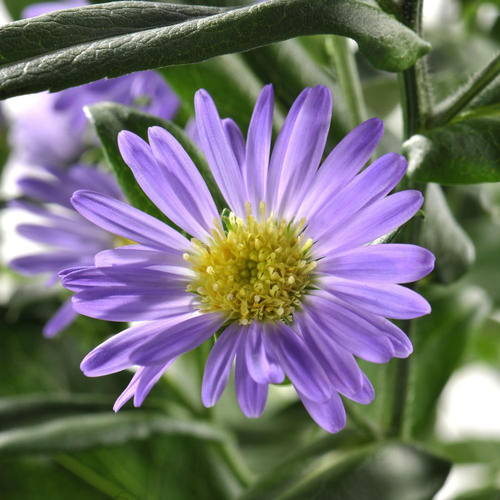 Visuel 1 du produit Aster. Le pot de 13 cm