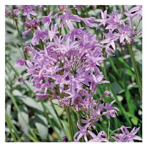 Visuel 1 du produit Tulbaghia - Le pot de 9 x 9 cm