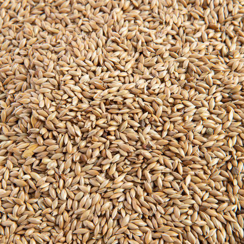 Visuel 2 du produit Graines d'Alpiste pour oiseaux - 4 kg