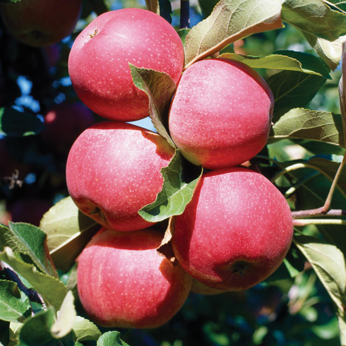 Visuel 1 du produit Pommier Gala. Le pot de 25 litres