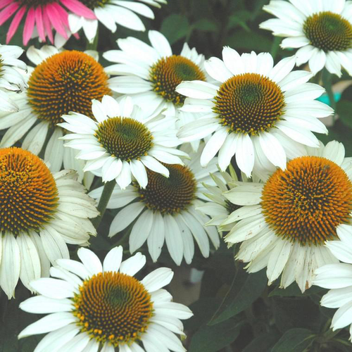 Visuel 1 du produit Echinacea Purpurea Powwow White - Le pot de 2 litres