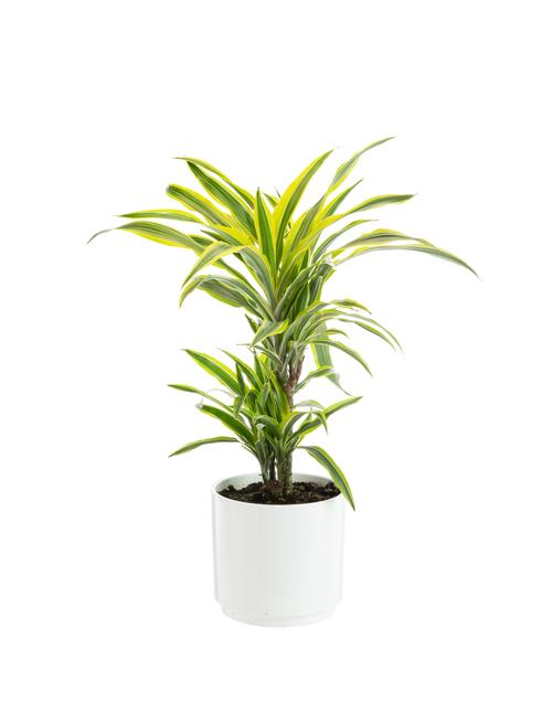Visuel 2 du produit Dracaena Lemon Lime 2 pieds botanic®. Le pot de Ø 21 cm