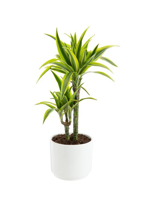 Visuel 1 du produit Dracaena Lemon Lime 2 pieds botanic®. Le pot de Ø 21 cm