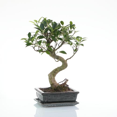 Visuel 2 du produit Bonsaï Ficus Retusa botanic® taille 5,5. Le pot