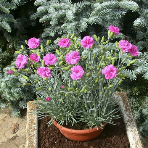 Visuel 1 du produit Dianthus Sensation Tickled Pink - Le pot de 4 litres