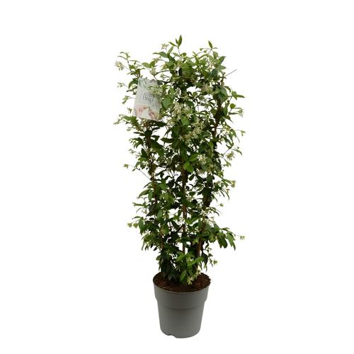 Visuel 1 du produit Trachelospermum jasminoides blanc. Le pot de 9,6 litres, forme espalier