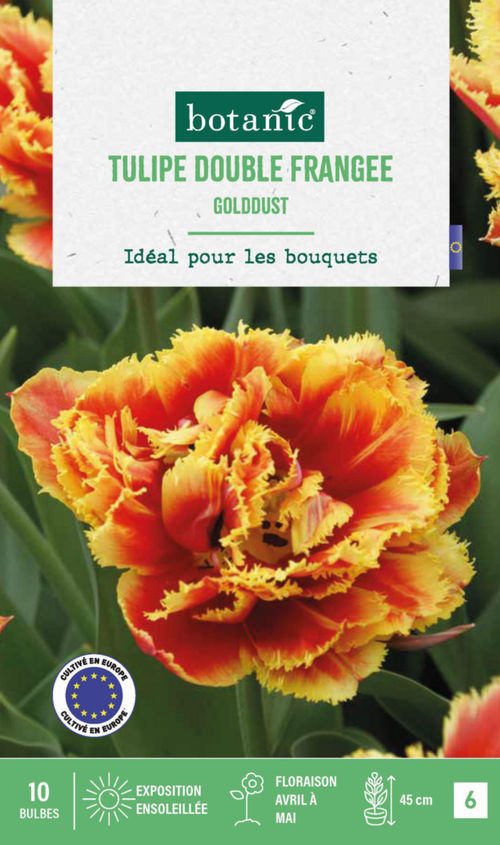 Visuel 1 du produit Tulipe frangée double goldust botanic® - 10 bulbes