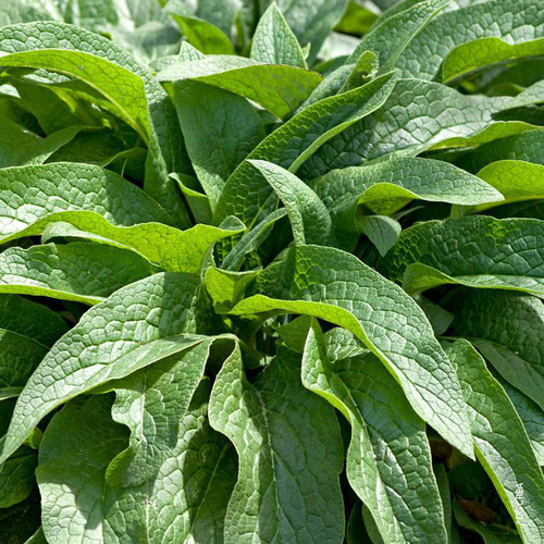 Visuel 1 du produit Consoude Bio. Le pot de 1 litre