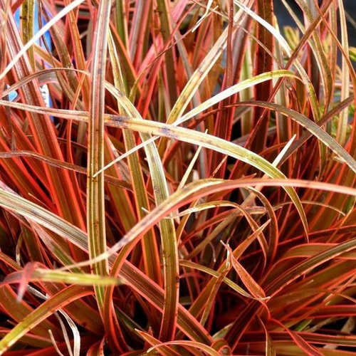 Visuel 1 du produit Uncinia Rubra - Le pot de 2 litres