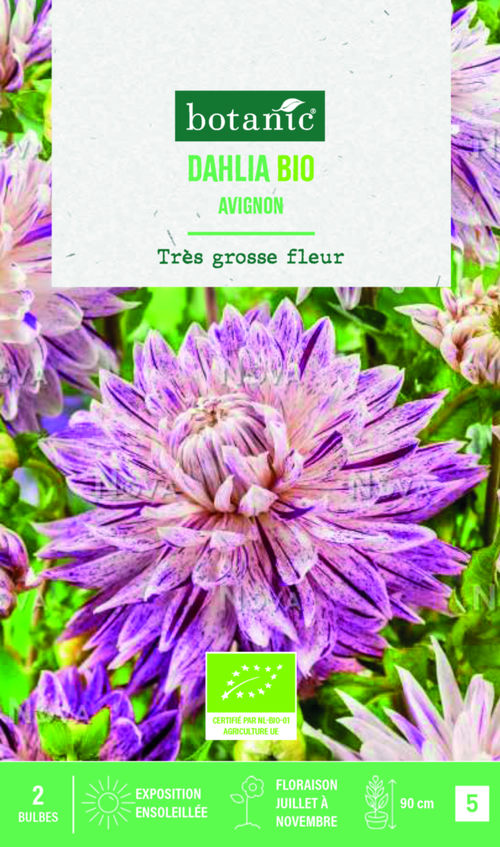 Visuel 1 du produit Bulbes de fleurs Dahlia décoratif Avignon bio botanic® - 2 bulbes