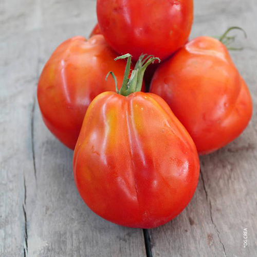 Visuel 1 du produit Tomate côtelée Corazon bio. Le pot de 10,5 cm