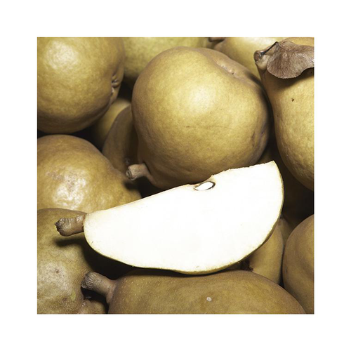 Visuel 1 du produit Poirier Super Comice Delbard ® Delbias. En racine nue, forme palmette U double