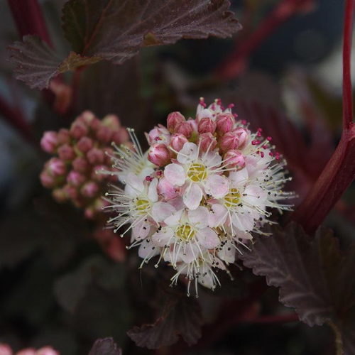 Visuel 1 du produit Physocarpe Lady in Red (Physocarpus Opulifolius). Le pot de 10 litres