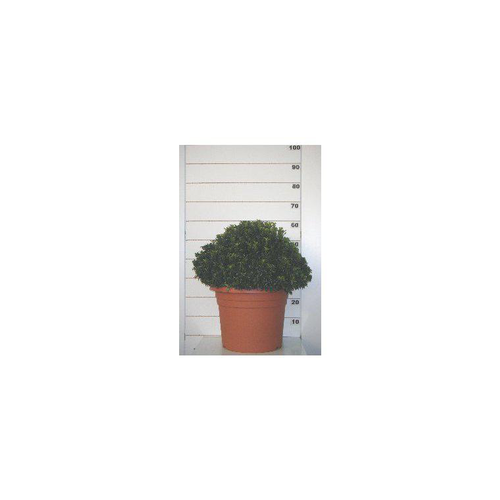 Visuel 1 du produit Euonymus Japonicus Microphyllus vert en pot de 10 L