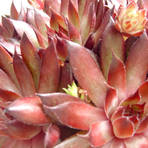 Visuel 1 du produit Sempervivum Mix - Le pot de 0,5 litre