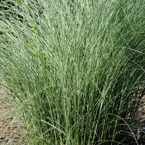 Visuel 1 du produit Miscanthus Sinensis Morning Light vert. Le pot de 4 litres