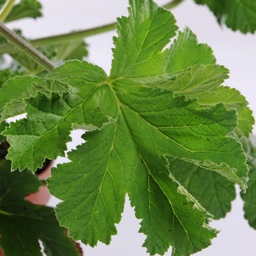 Visuel 1 du produit Géranium anti-moustique au feuillage vert - La jardinière de 40 cm