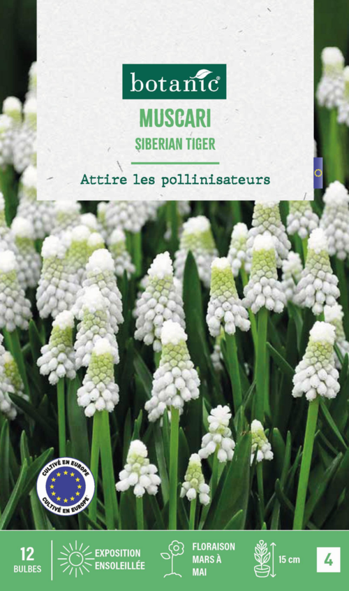 Visuel 1 du produit Muscari siberian tiger botanic® - 12 bulbes