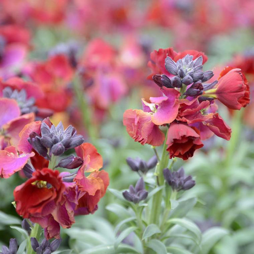 Visuel 1 du produit Giroflée Ravenelle à fleurs multicolores - La barquette de 10 plants