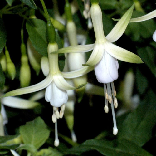 Visuel 1 du produit Fuchsia vivace hawkshead blanc en pot de 2 L