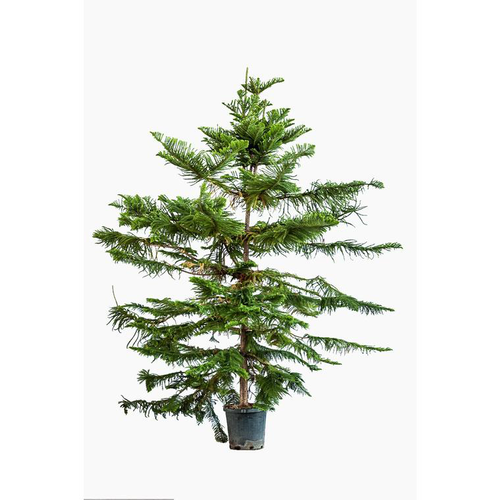 Visuel 1 du produit Araucaria Excelsa (Pin de Norfolk) en pot de 70 L vert