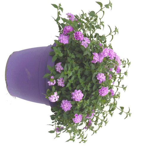 Visuel 1 du produit Lantana - Le pot de 6 litres