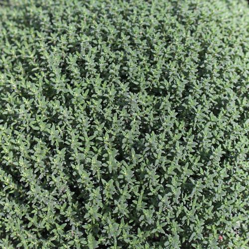 Visuel 1 du produit Thym commun. Le pot de 1 litre