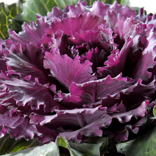 Visuel 1 du produit Chou d'ornement décoratif multicolore - Le pot Ø 9 cm