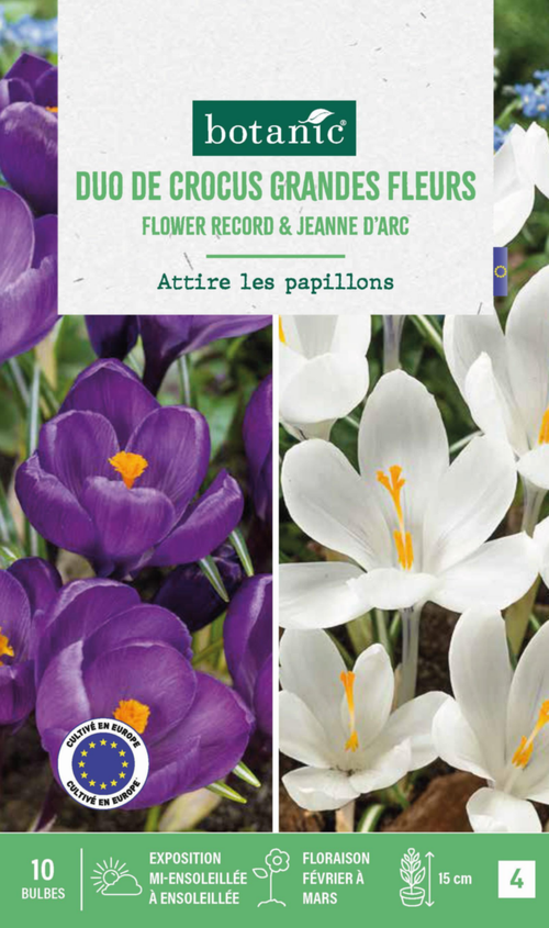 Visuel 1 du produit Crocus en mélange coloris violet et blanc botanic® - 10 bulbes