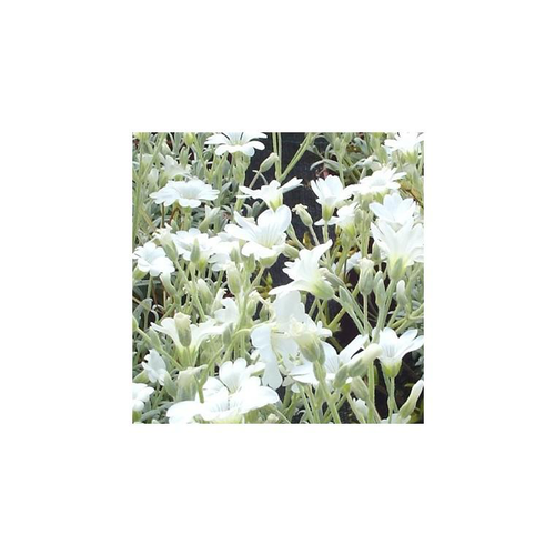 Visuel 2 du produit Cerastium Tomentosum - Le pot de 10,5 cm