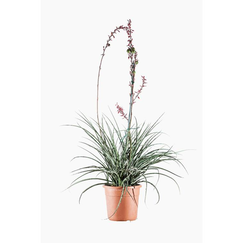 Visuel 1 du produit Hesperaloe Parviflora (faux yucca) en pot de 10 L vert