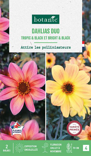 Visuel 1 du produit Bulbes de fleurs duo de Dahlias nains simples Bright&Black / Tropic&Black botanic® - 2 bulbes