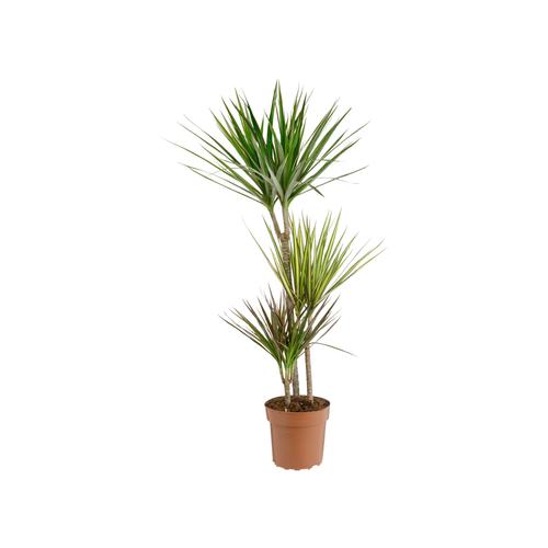 Visuel 1 du produit Dracaena marginata carnaval 3 pieds. Le pot de Ø 21 x H 15 cm