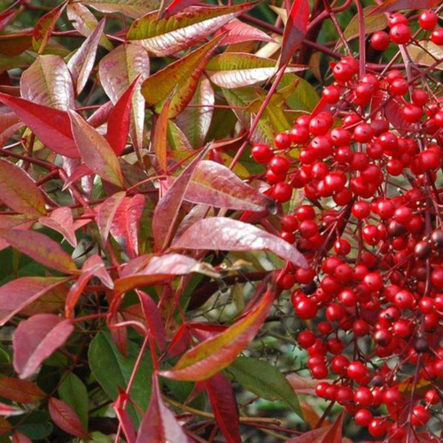 Visuel 1 du produit Nandina Domestica Touffe rouge en pot de 3 L