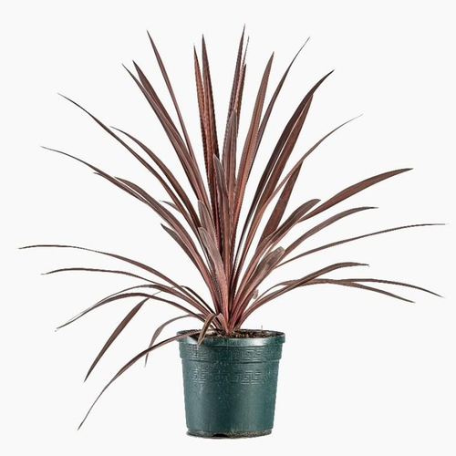 Visuel 1 du produit Cordyline Australis Red Star. Le pot de 3 litres