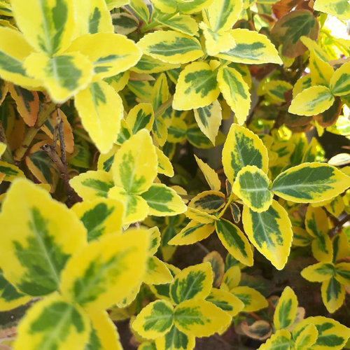 Visuel 1 du produit Fusain Euonymus couvre-sol vert. Le pot de 2 litres