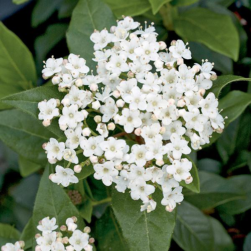 Visuel 1 du produit Laurier tin ‘Giganteum’ blanc. Le pot de 7L