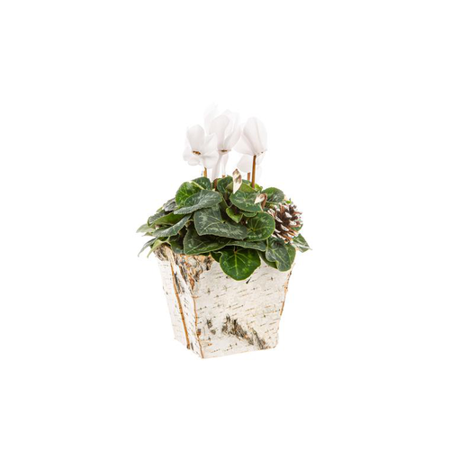 Visuel 1 du produit Cyclamen Pot Bouleau Carre