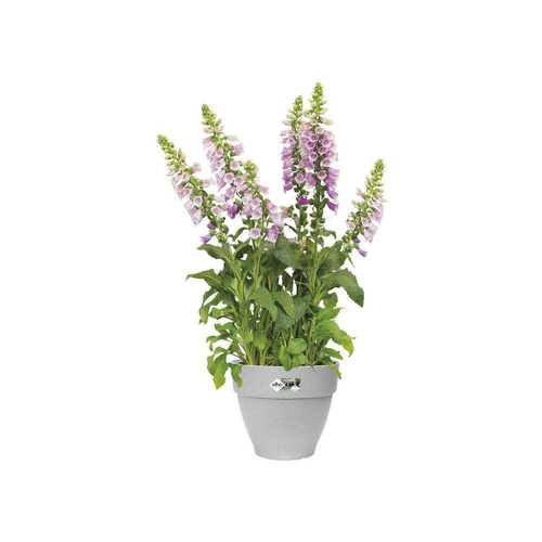 Visuel 5 du produit Pot vibia campana rond Elho de 11 L coloris gris Ø 30 x H 25 cm