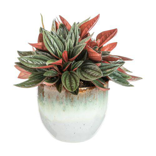 Visuel 1 du produit Peperomia Mix avec cache-pot en céramique - Ø 11,5 cm