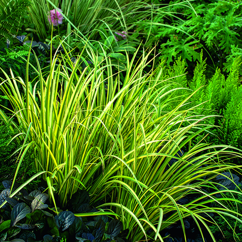 Visuel 1 du produit Acore à feuille de graminée Ogon vert botanic®. Le pot de 1 litre